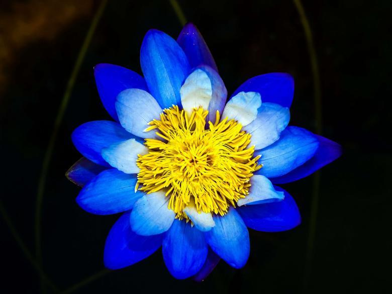 Free stock image of Lotus flower created by icon0.com
