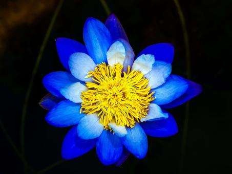 Lotus flower - Free Stock Photo
