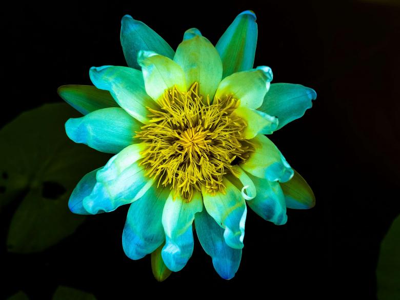 Free stock image of Macro flower created by icon0.com