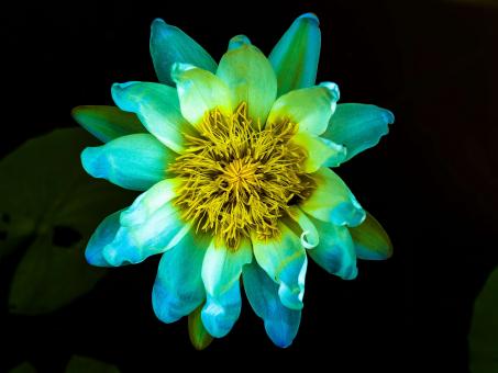 Macro flower - Free Stock Photo