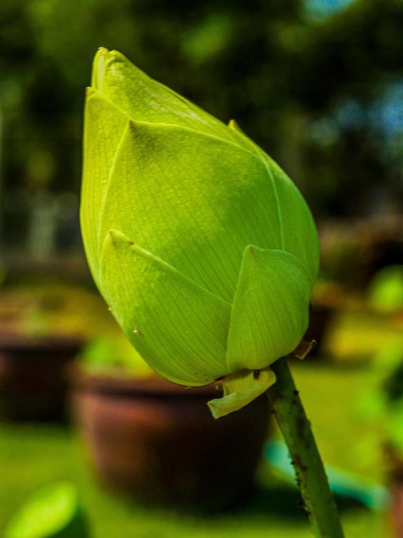 Free stock image of Lotus flower created by icon0.com