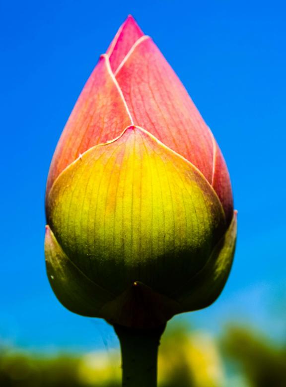 Free stock image of Lotus flower created by icon0.com