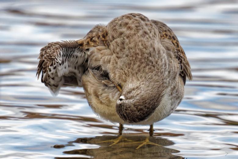 Free stock image of Long-billed Dowitcher grooming created by Geoffrey Whiteway