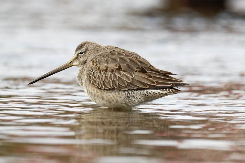 Free stock image of Long-billed Dowitcher created by Geoffrey Whiteway