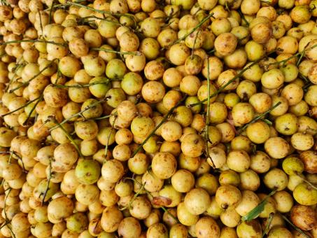 Baccaurea motleyana or Lotkon in Bangla a mouthwatering testy fruits. - Free Stock Photo