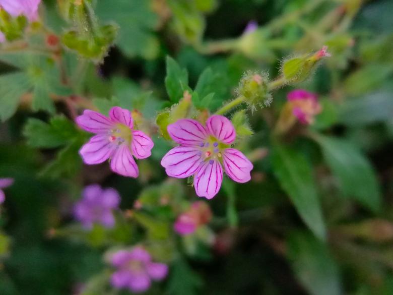 Free stock image of Florecillas created by Atole de nuez
