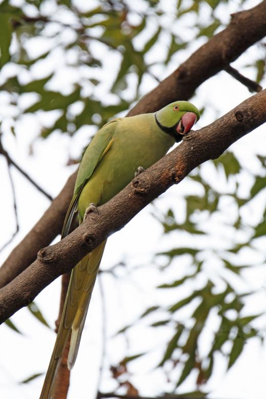 Free stock image of Rose ring parakeet created by sylvester alphonso