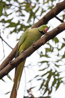 Rose ring parakeet - Free Stock Photo