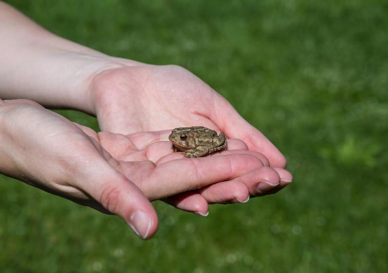 Free stock image of Young woman holding a small toad created by Julie W