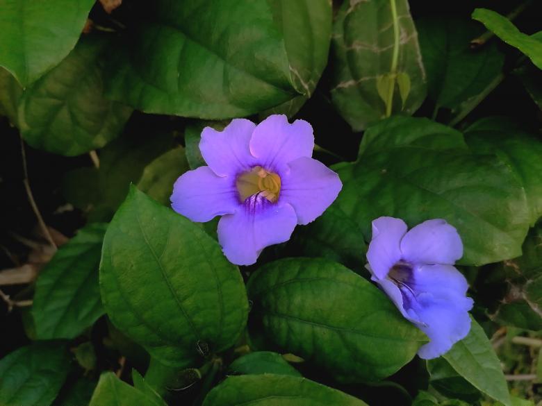 Free stock image of Purple flowers created by Atole de nuez