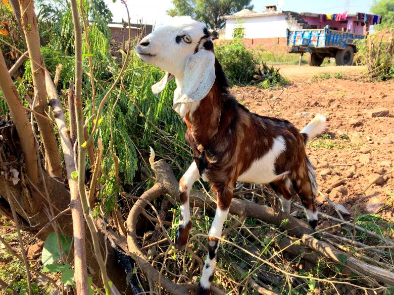Free stock image of Baby Goat created by Ajay Sharda