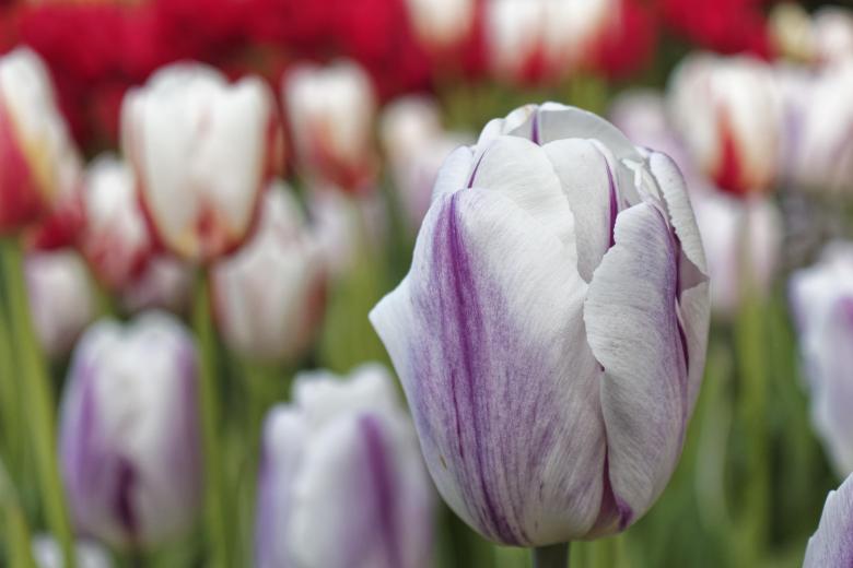 Free stock image of White and purple tulip created by Geoffrey Whiteway