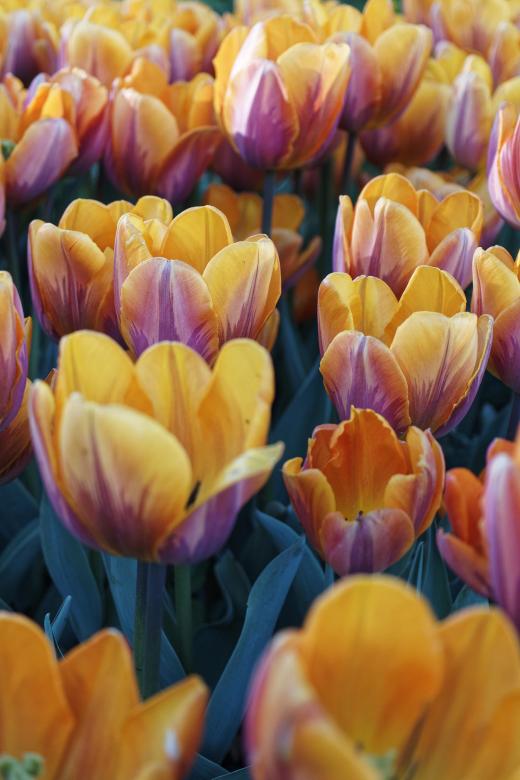 Free stock image of Yellow and purple tulips created by Geoffrey Whiteway