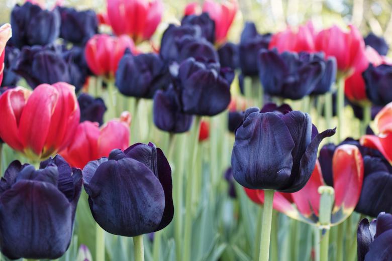 Free stock image of Black and red tulips created by Geoffrey Whiteway