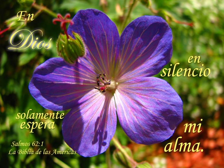 Free stock image of En Dios Solamente Espera created by DFNatureAwed