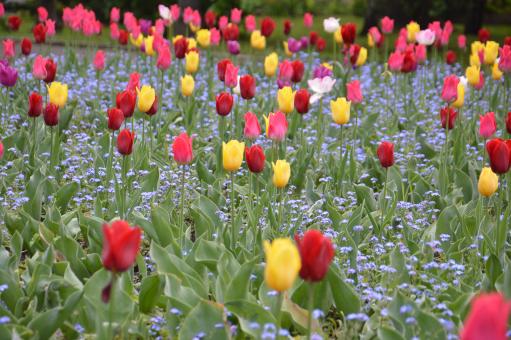 Texture of a field of multi-colored bloomed tulips - Free Stock Photo