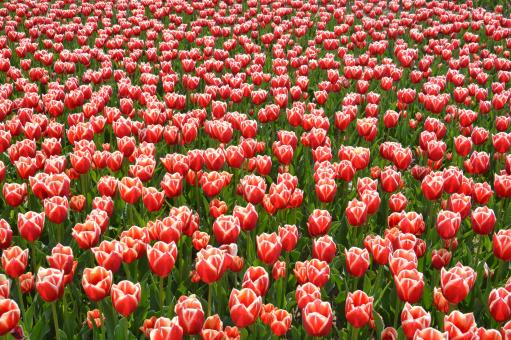 Texture of a field of multi-colored bloomed tulips - Free Stock Photo