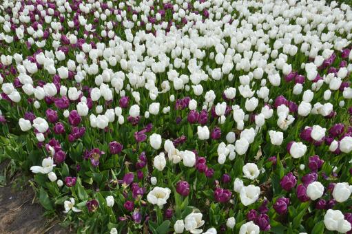 Texture of a field of multi-colored bloomed tulips - Free Stock Photo