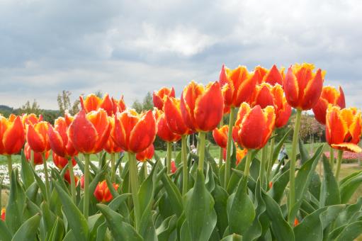 Texture of a field of multi-colored bloomed tulips - Free Stock Photo