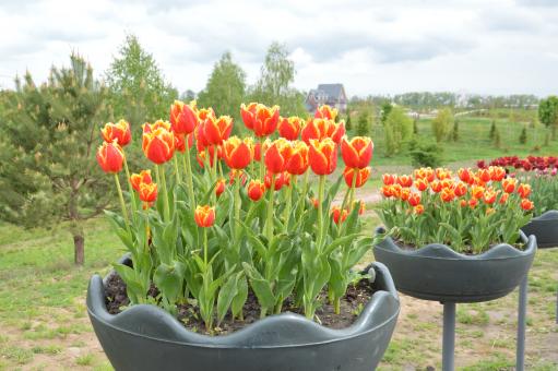 Texture of a field of multi-colored bloomed tulips - Free Stock Photo