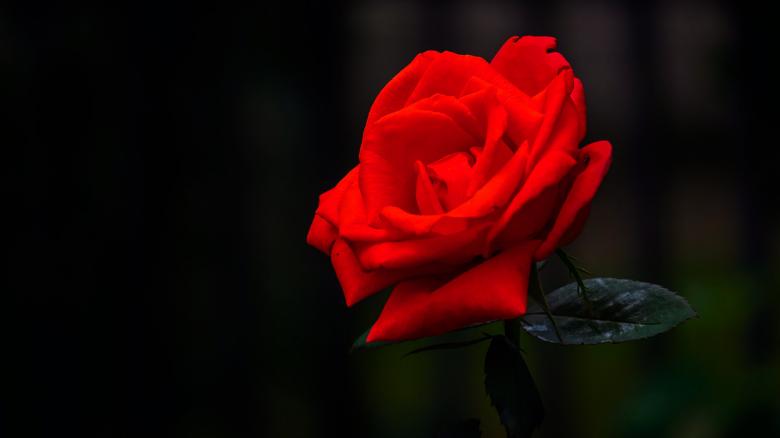 Free stock image of Rose created by Dreamlandscape