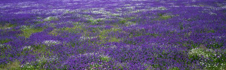 Free stock image of Flowers created by Kevin Holloman