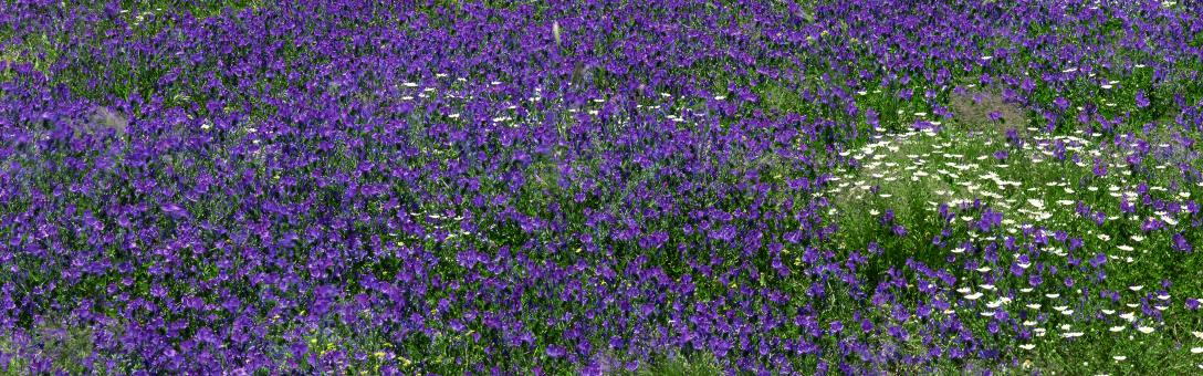 Flowers - Free Stock Photo