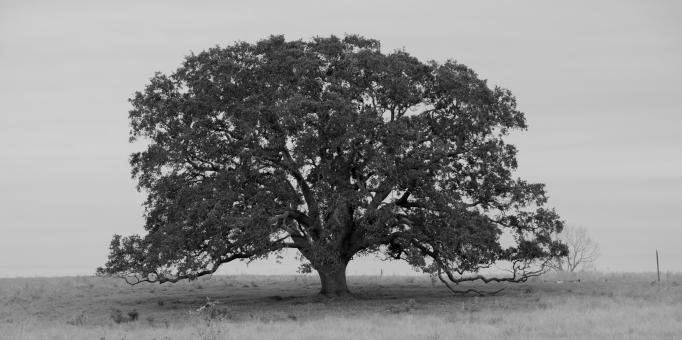 Strong tree - Free Stock Photo