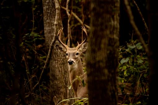 Stand tall - Free Stock Photo