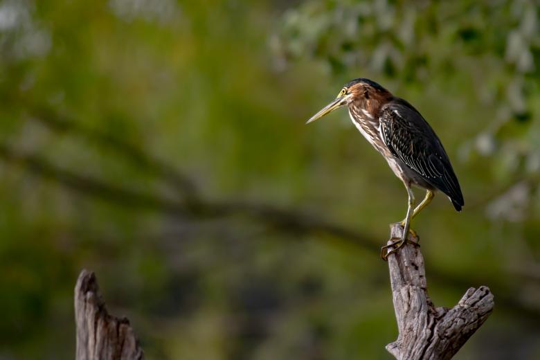 Free stock image of The Green Heron created by Daniel