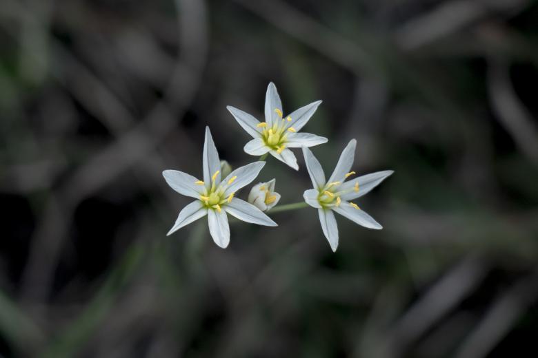 Free stock image of Three flowers created by Daniel