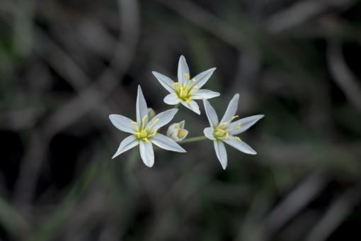 Three flowers - Free Stock Photo