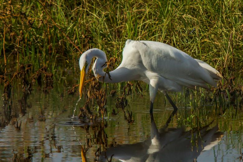 Free stock image of Egret fishing  created by Daniel