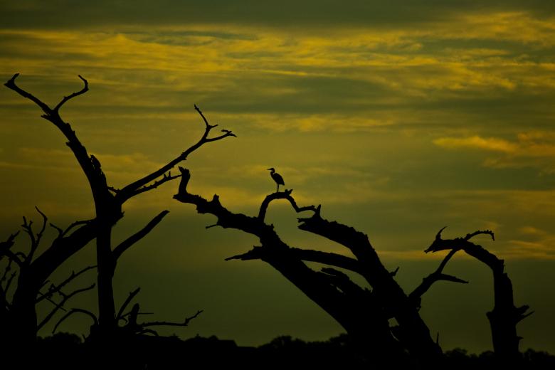 Free stock image of Heron in the distance created by Daniel