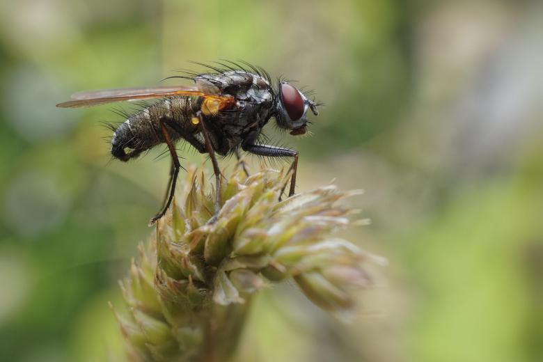 Free stock image of A fly on grass created by Geoffrey Whiteway