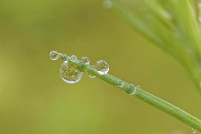 Free stock image of Natures crystal balls created by Geoffrey Whiteway