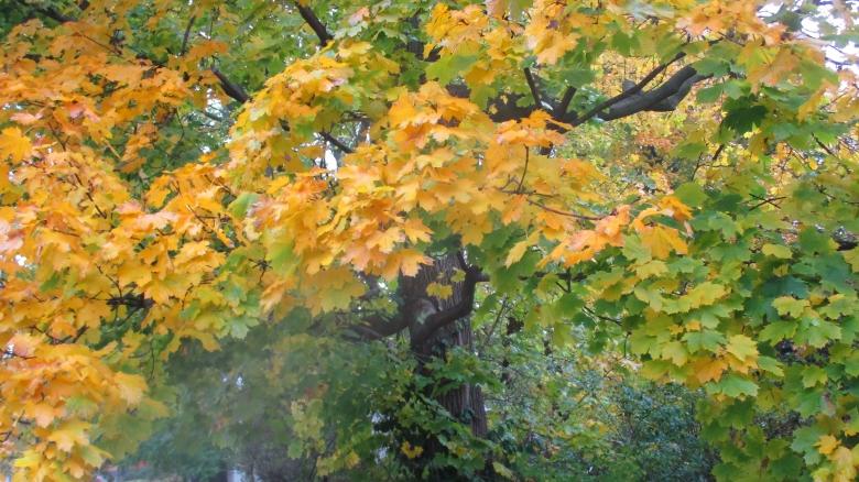 Free stock image of Autumn Colorful Leaves created by Mq Best Visual Arts