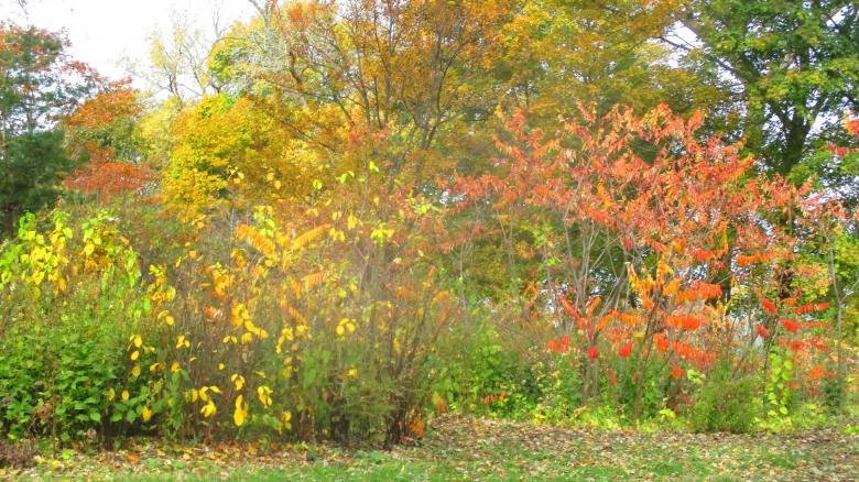 Free stock image of Harvest Nature created by Mq Best Visual Arts