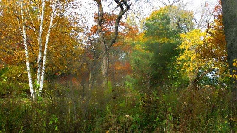 Free stock image of Autumn Garden created by Mq Best Visual Arts