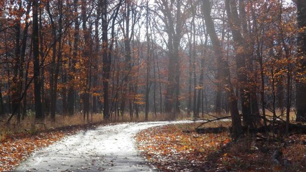 Fall Pathway - Free Stock Photo