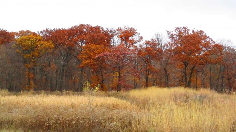 Free stock image of Autumn Woods created by Mq Best Visual Arts