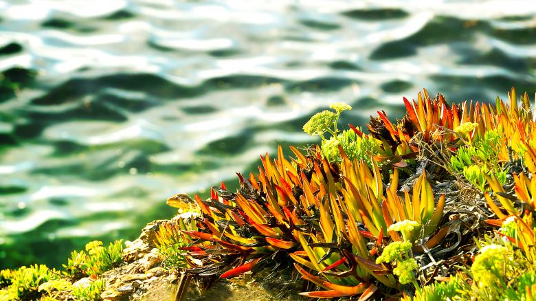 Free stock image of Aquaflores created by Dreamlandscape