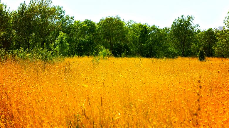 Free stock image of Wheat field created by Dreamlandscape