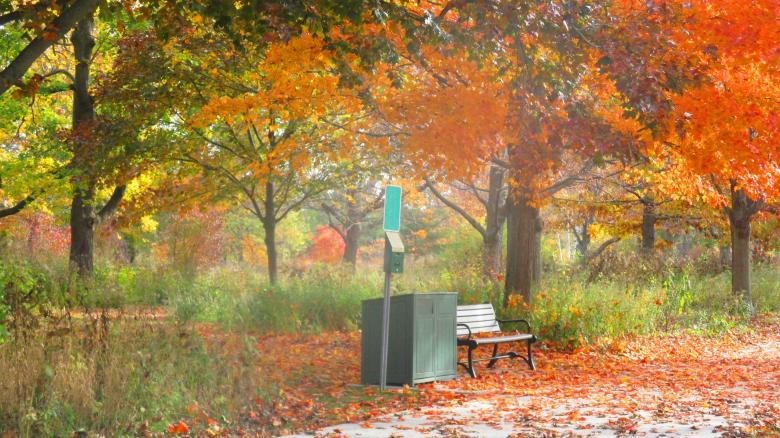 Free stock image of Fall Leaves created by Mq Best Visual Arts