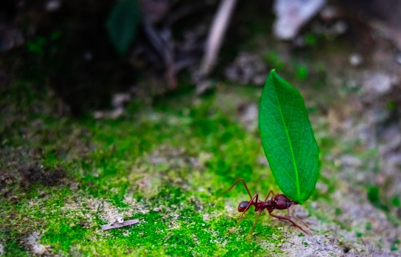 Free stock image of Ant with leaf created by Daniel