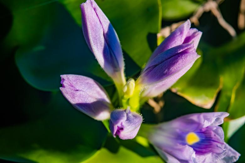 Free stock image of Purple in the light created by Daniel