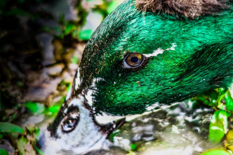 Free stock image of Duck  created by Daniel