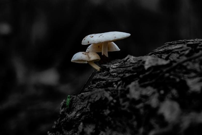 Free stock image of Mushrooms selective color  created by Daniel