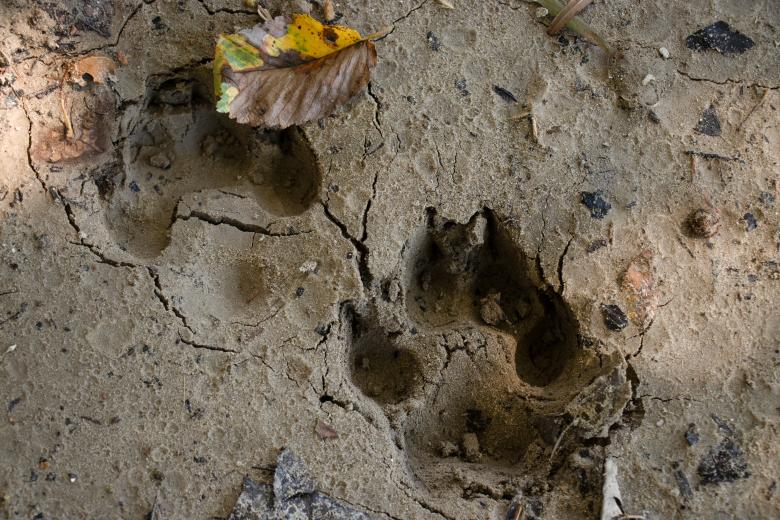 Free stock image of Foot prints in the sand  created by Daniel