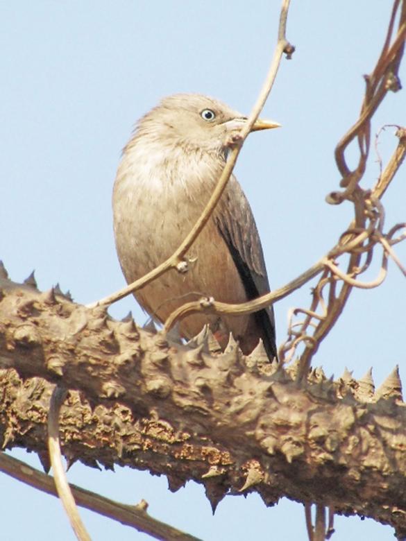 Free stock image of White headed starling created by sylvester alphonso